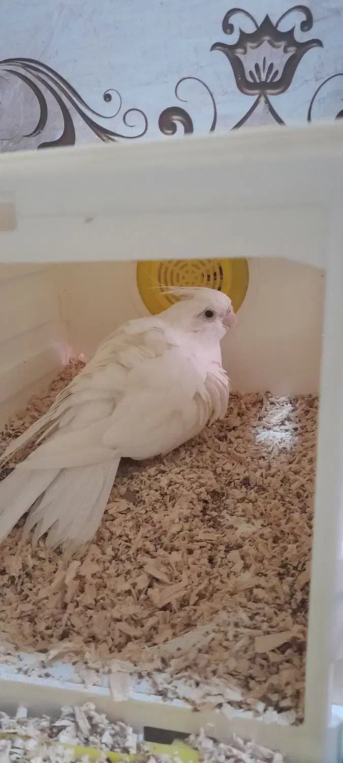 عروس هلندی بالغ|پرنده|زابل, |دیوار