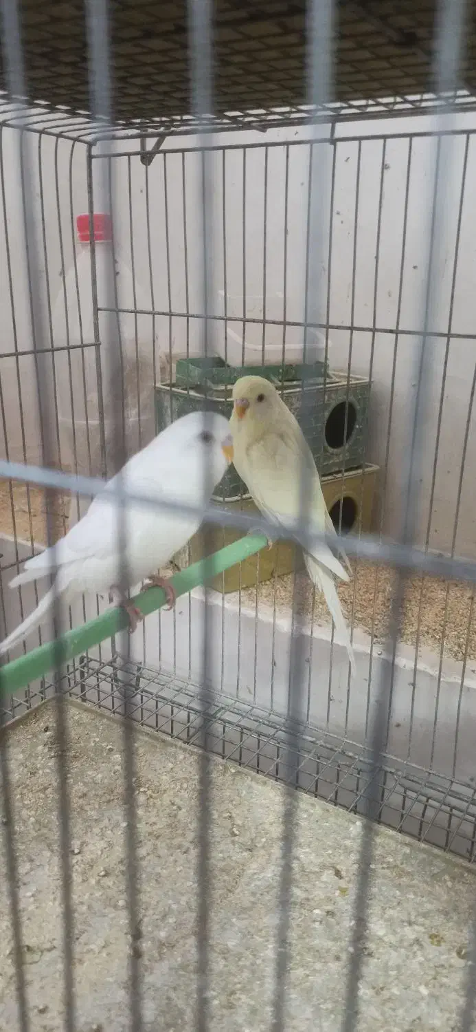 مرغ عشق چشم قرمز نر|پرنده|شهرکرد, |دیوار