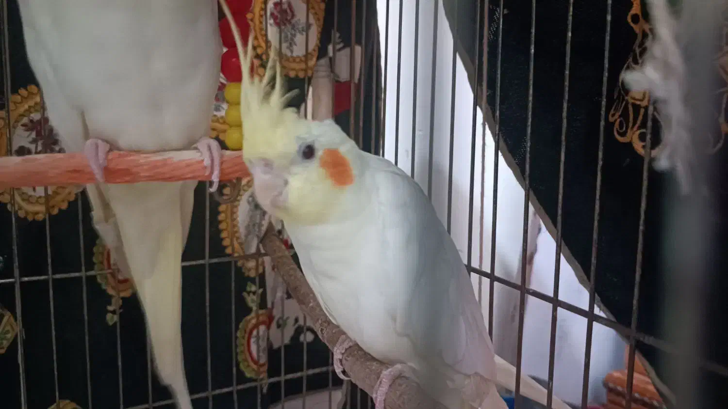 جوجه عروس هلندی ، دانه خور|پرنده|مشهد, شهید علی محمدی|دیوار