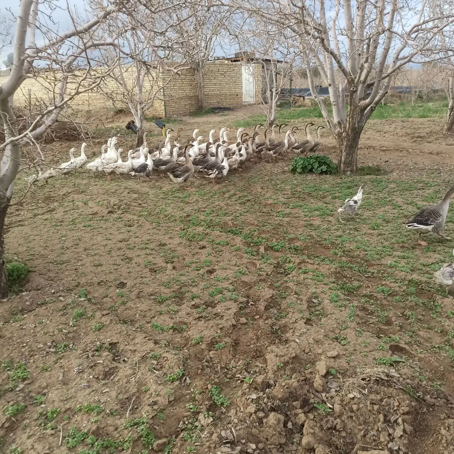 غاز،قوغاز،مرغ و خروس محلی،مرغ شاخدار،جوجه غاز|حیوانات مزرعه|قزوین, |دیوار