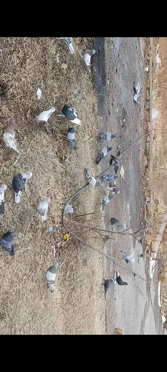 کبوتر|حیوانات|مراغه, |دیوار