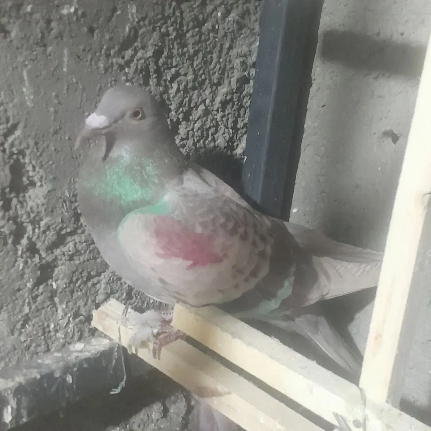 کفتر فروشی|پرنده|قزوین, |دیوار