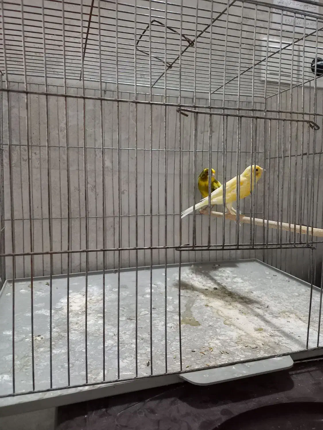 ۲جفت قناری و فنچ بنگالی|پرنده|خمینی‌شهر, |دیوار