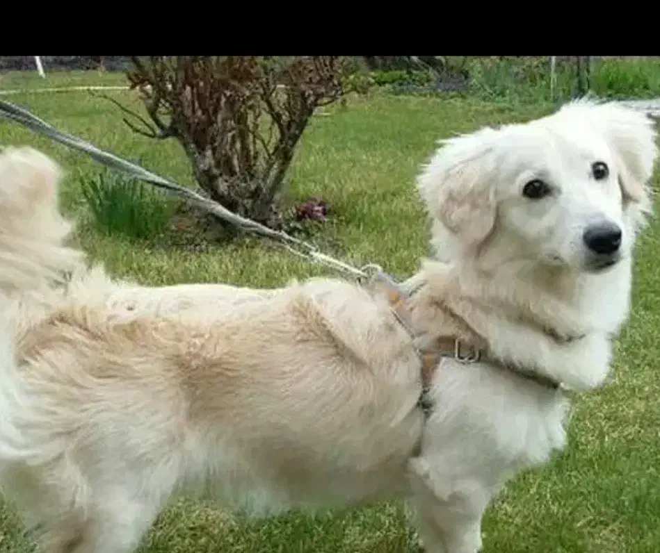 سگ پامر اشپیدز.|سگ|کرمان, |دیوار