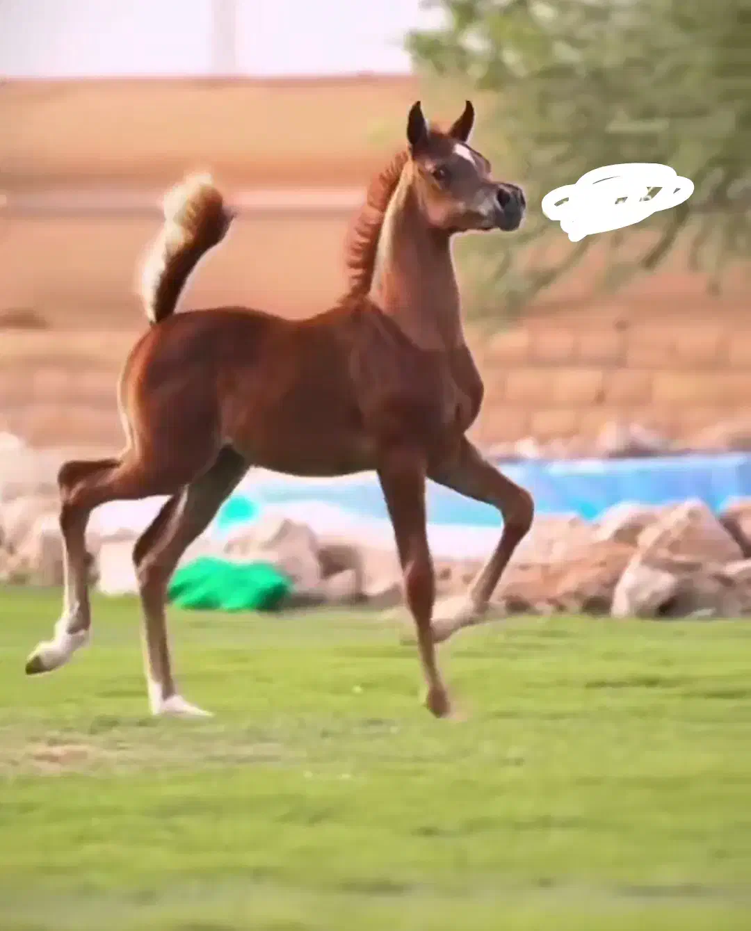 کره مادیان کرد برای اطلاعات بیشتر پیام یا تماس|اسب و تجهیزات اسبسواری|کرمان, |دیوار