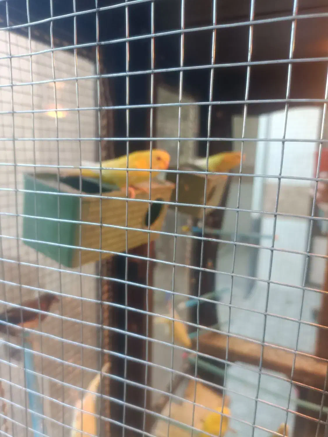 دو جفت مرغ عشق و یه جفت فنج پرستار|پرنده|شهرکرد, |دیوار