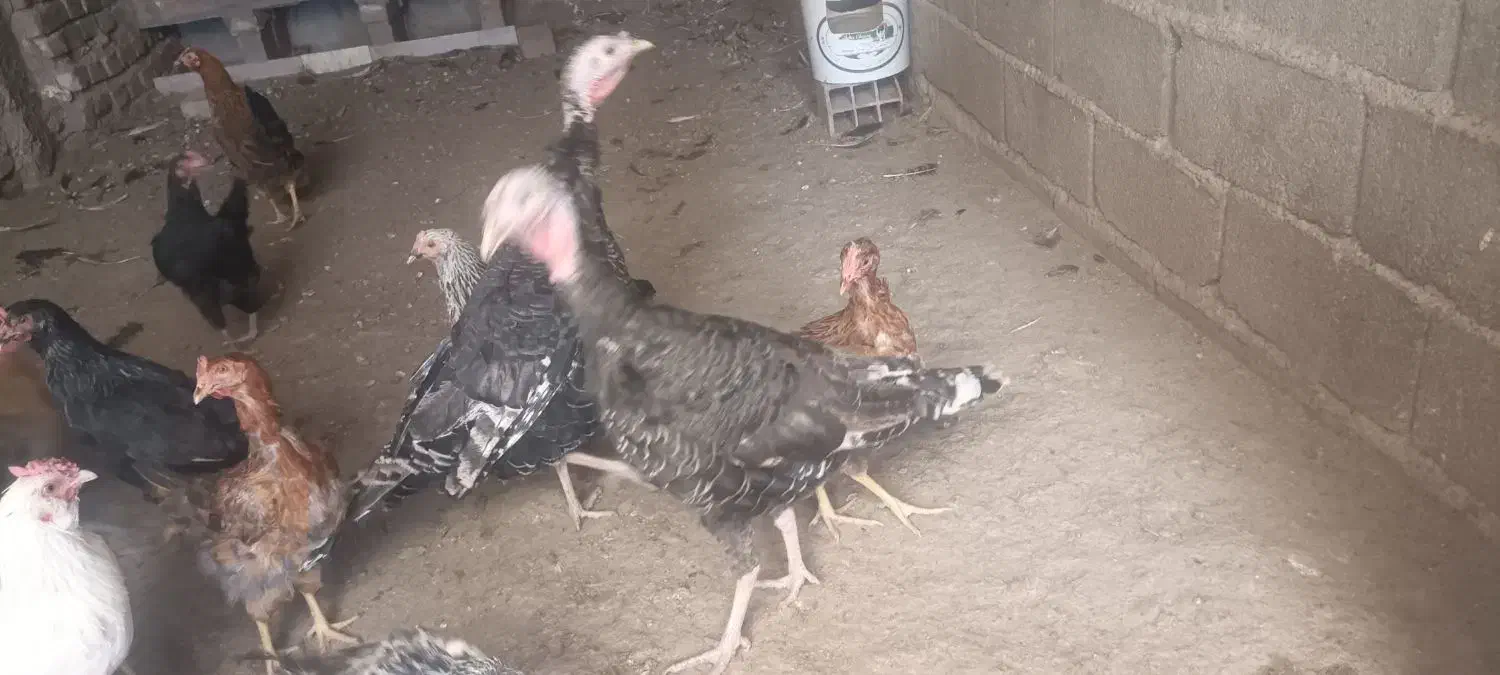 بوغلمون ماده|حیوانات مزرعه|کرمان, |دیوار