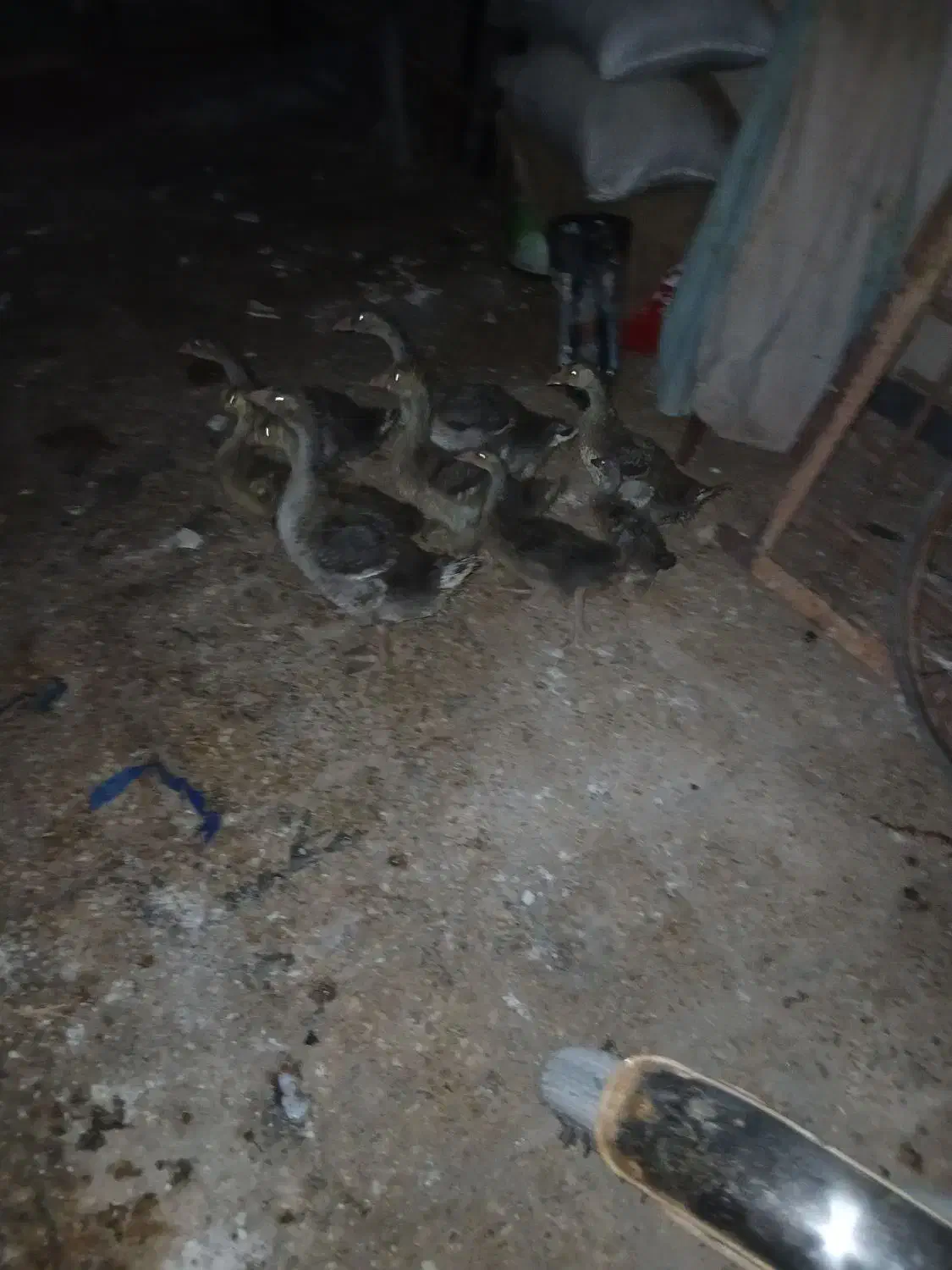 شادگان|حیوانات مزرعه|شادگان, |دیوار