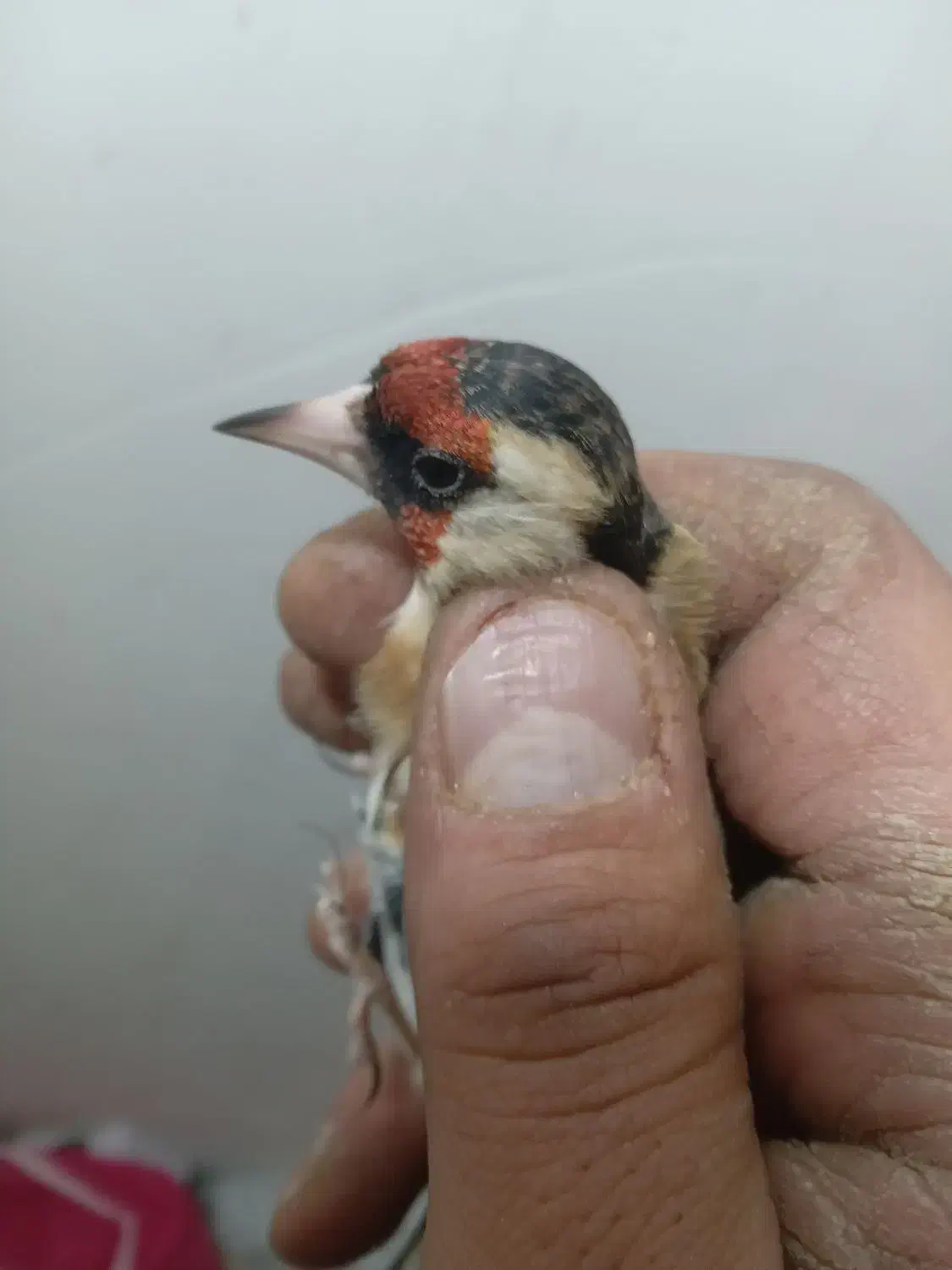 سهره چونه نخودی کروات مشکی|پرنده|اصفهان, عباس‌آباد|دیوار