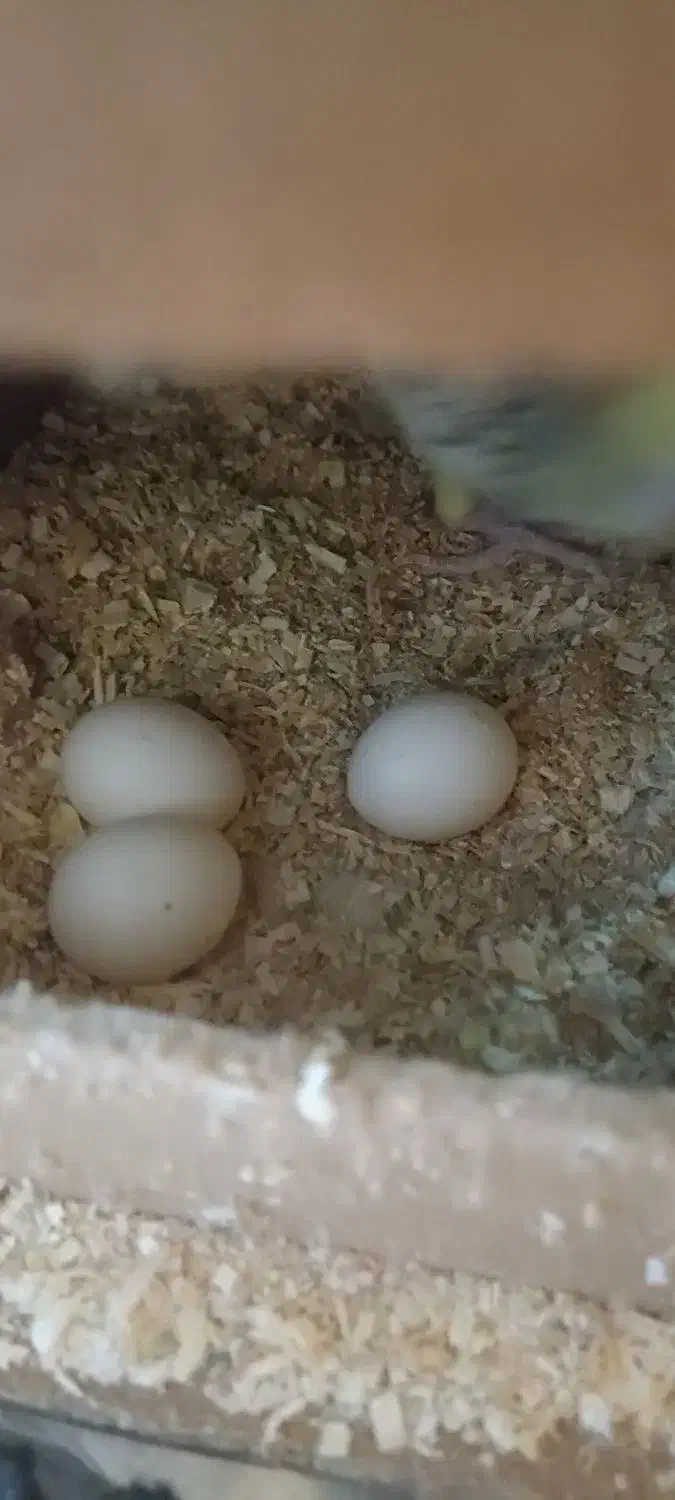 عروس هلندی نر و ماده با سه تا تخم|پرنده|تهران, دولاب|دیوار