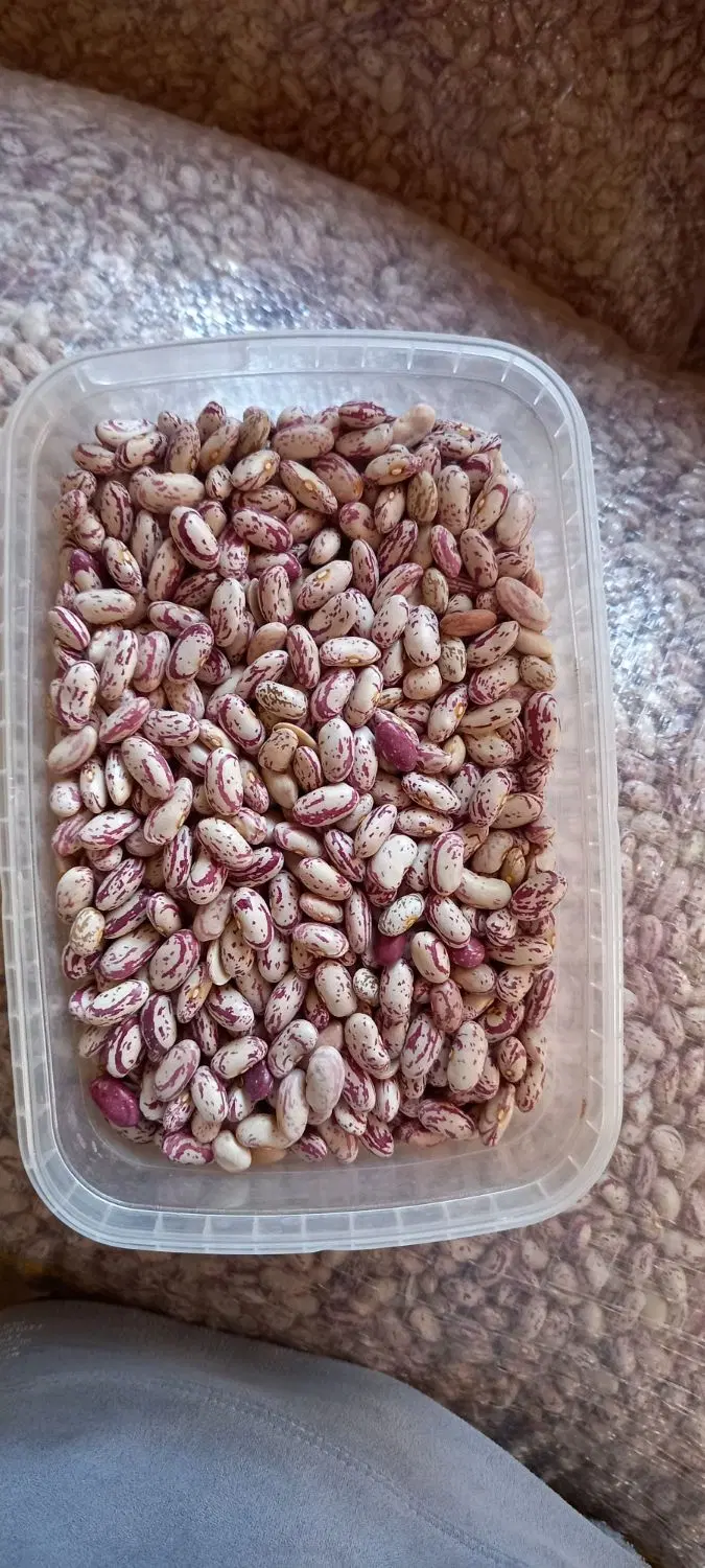 لوبیا چیتی|خوردنی و آشامیدنی|شیرین‌سو, |دیوار
