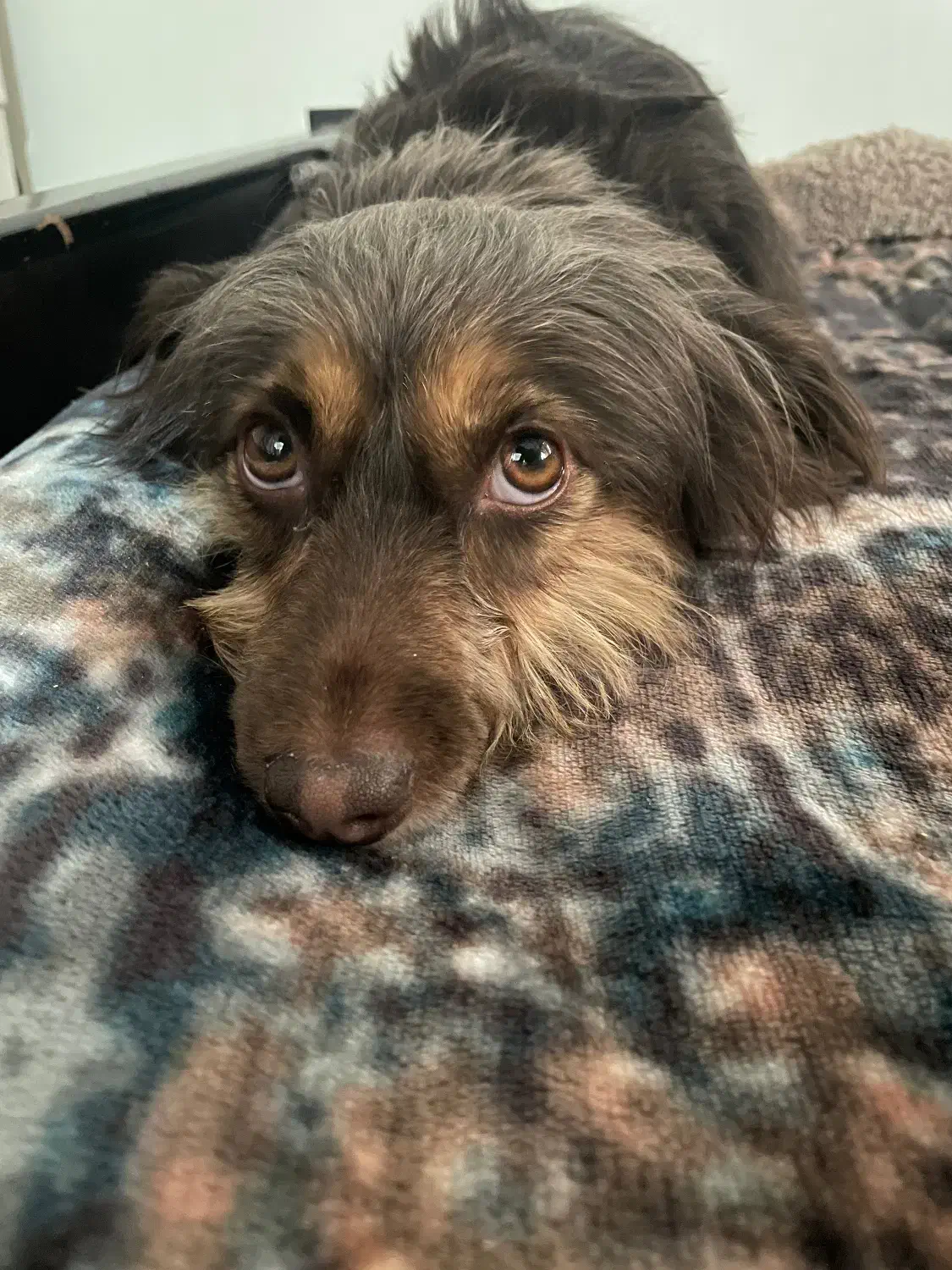 شیتزو تریر|سگ|تهران, کرمان|دیوار