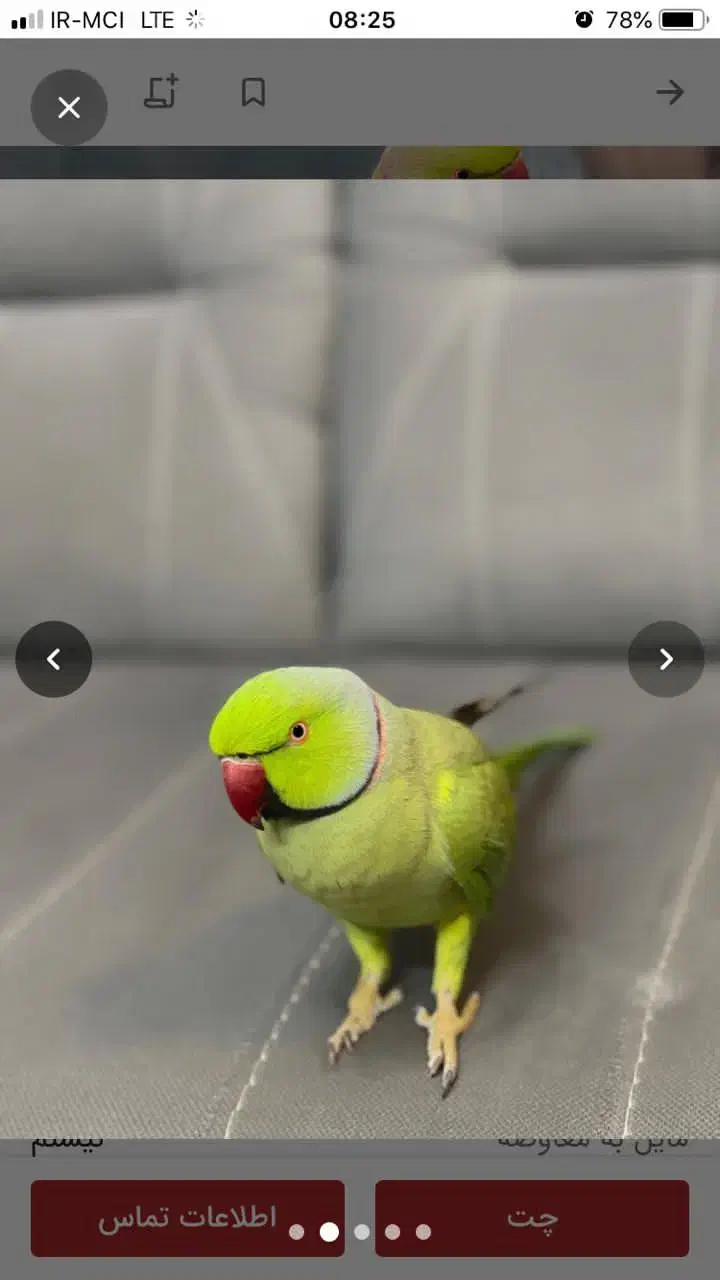 طوطی ملنگو نر رام و اهلی|پرنده|رامسر, |دیوار