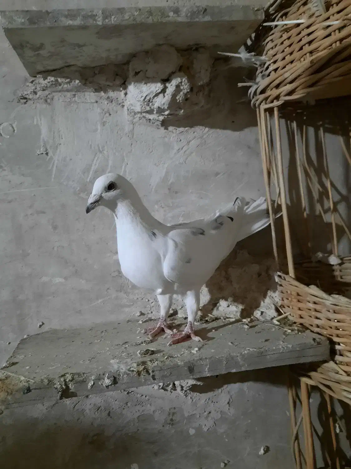 کبوتر المانی|پرنده|فردوس (خراسان), |دیوار