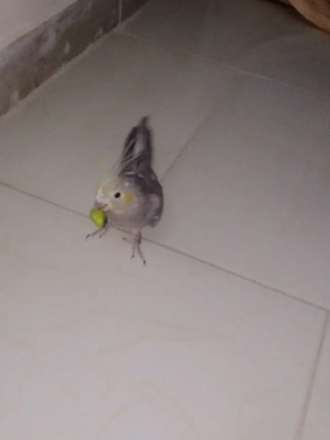 عروس هلندی|پرنده|گلبهار, شهر جدید گلبهار|دیوار