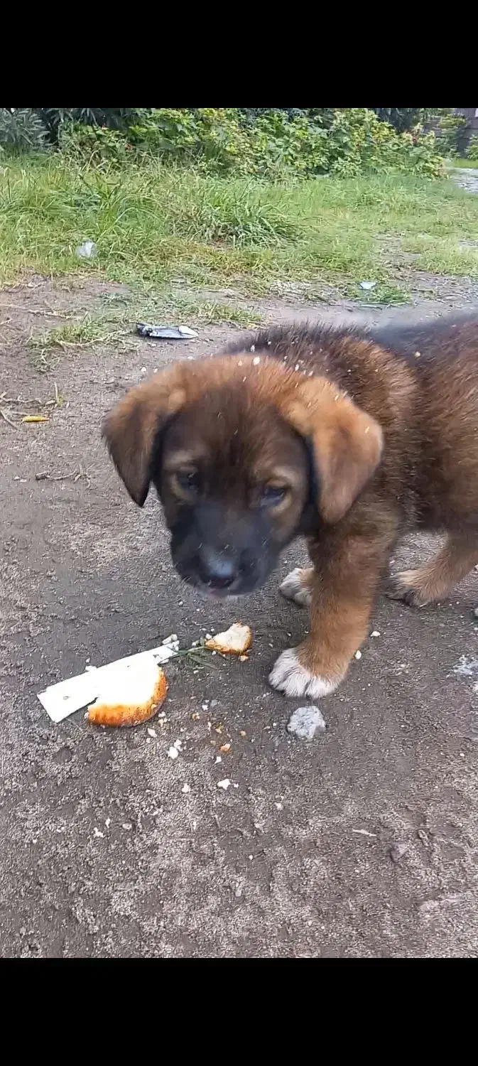 توله دورگ سرابی|سگ|عباسآباد, |دیوار