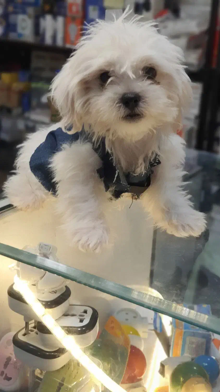 سگ‌قشنگ‌وشیتزو کره.سالم‌زیبا‌ ‌هفت‌  تومن‌ .|سگ|یزد, |دیوار