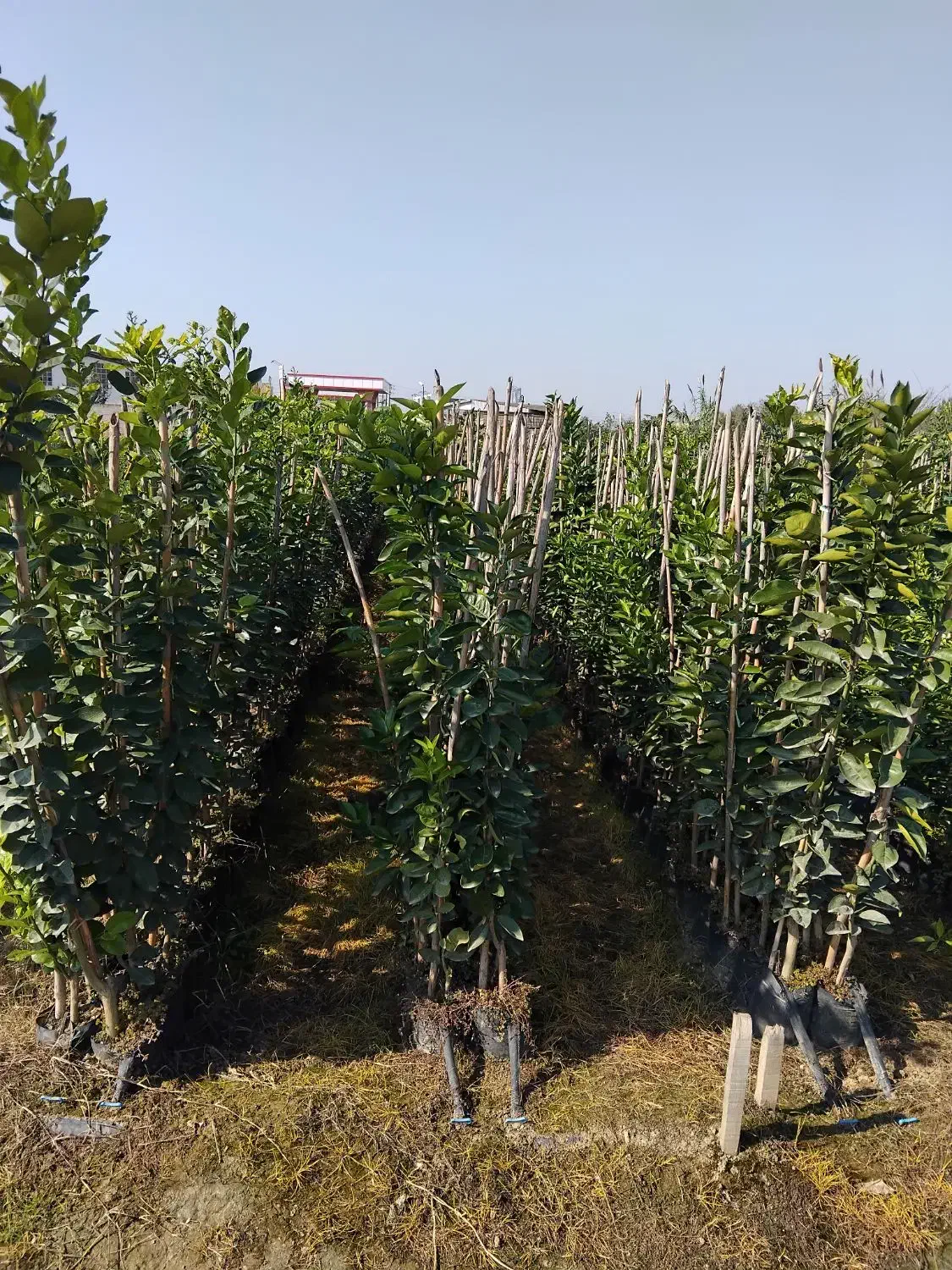 فروش انواع نهال مرکبات ۱۰۰ درصد تضمینی در رقم|خدمات باغبانی و درختکاری|قائم‌شهر, |دیوار