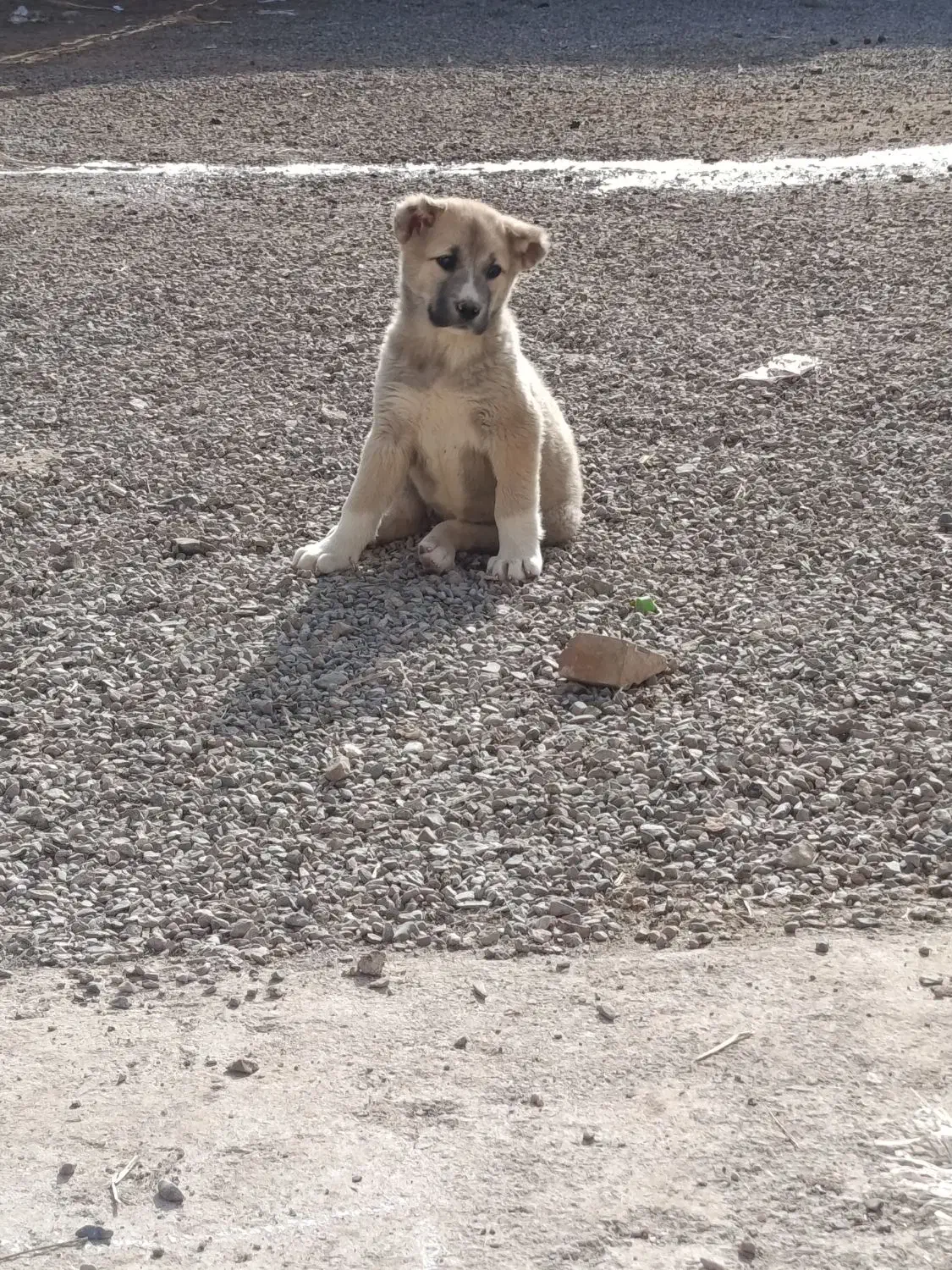 توله ماده خراسانی|سگ|تربت جام, جلگه موسی آباد|دیوار