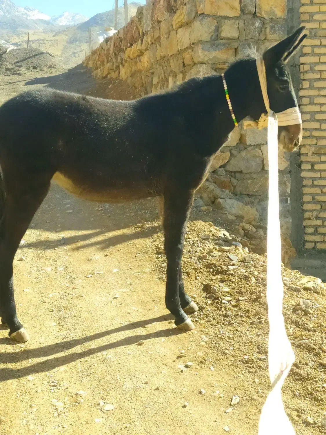 قاطر ماده7ماهه|حیوانات مزرعه|پاوه, |دیوار