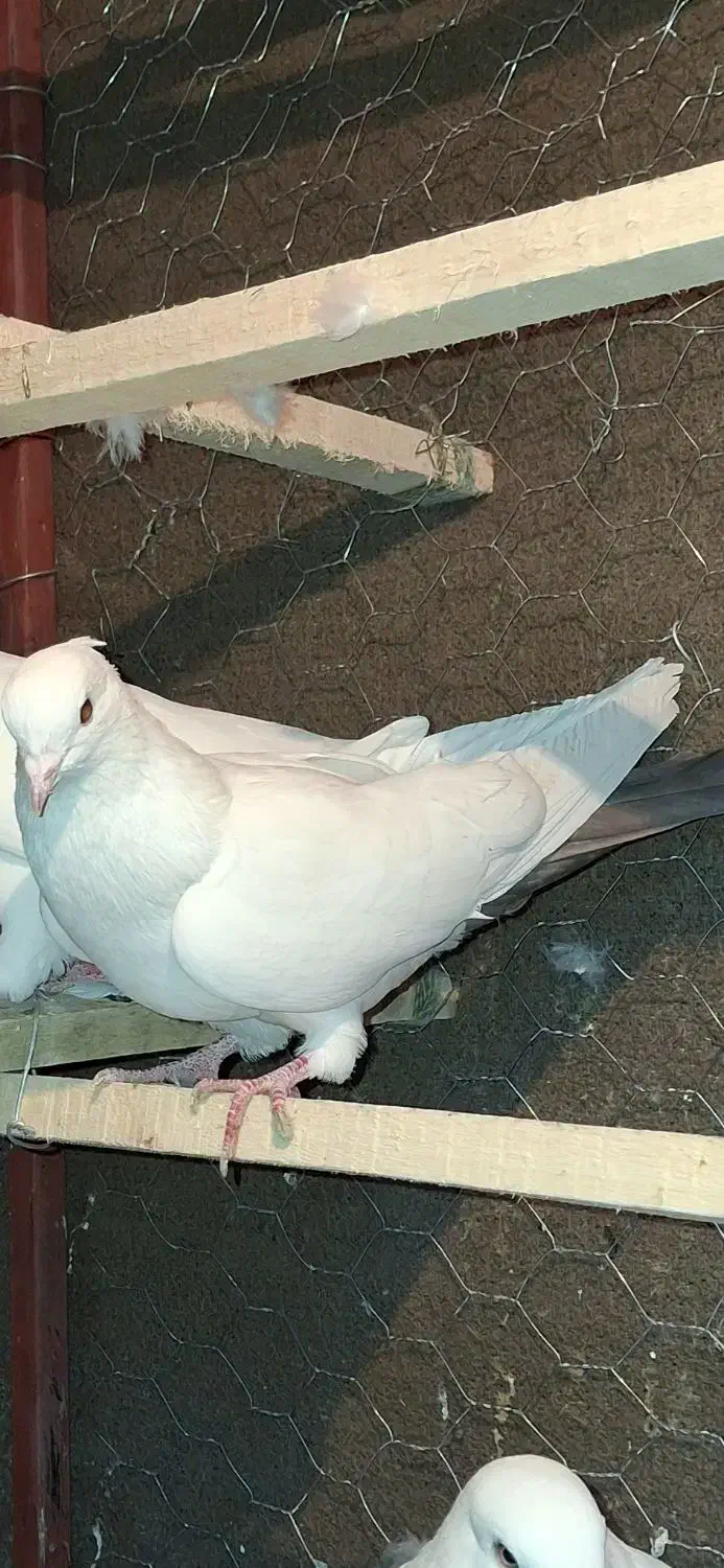 کبوتر غریب|پرنده|سنندج, |دیوار