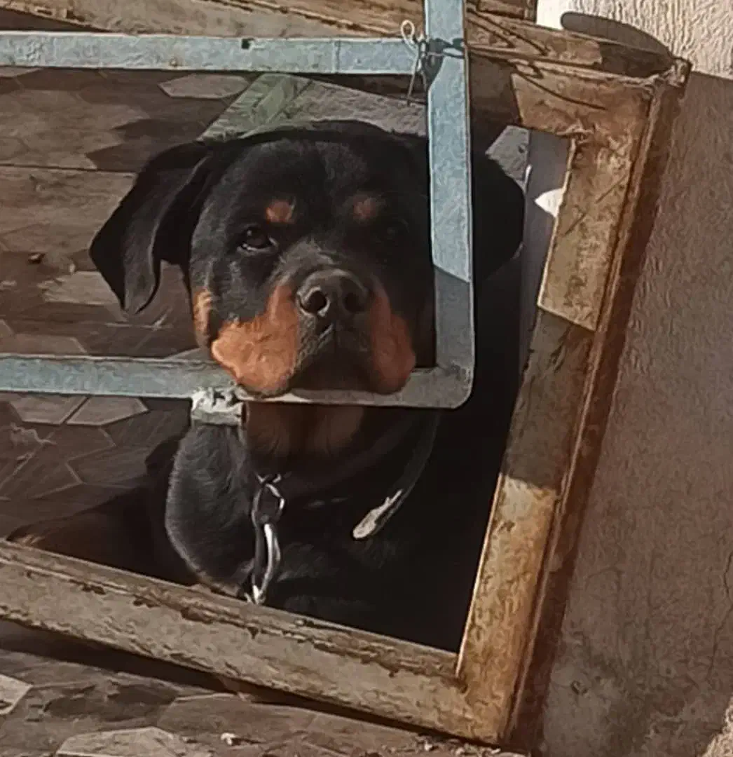 فروش سگ نژاد رودفایلر|سگ|کرمان, |دیوار