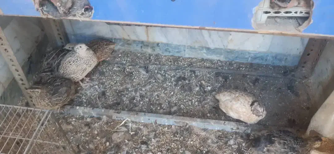 بلدرچین نر و ماده|حیوانات مزرعه|بروجرد, |دیوار