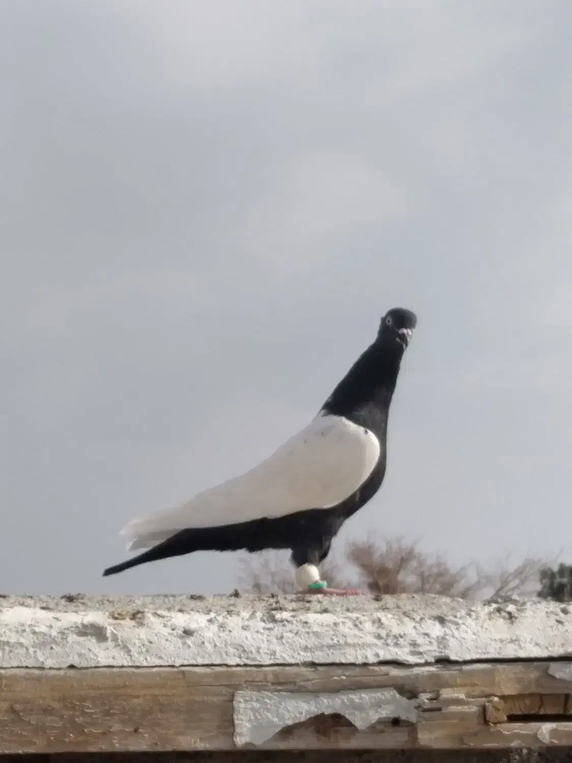 کفتر|پرنده|تربت جام, میان جام|دیوار