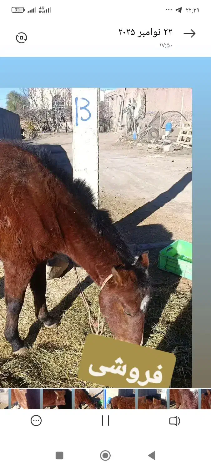 اسب بر|اسب و تجهیزات اسب‌سواری|اردبیل, |دیوار