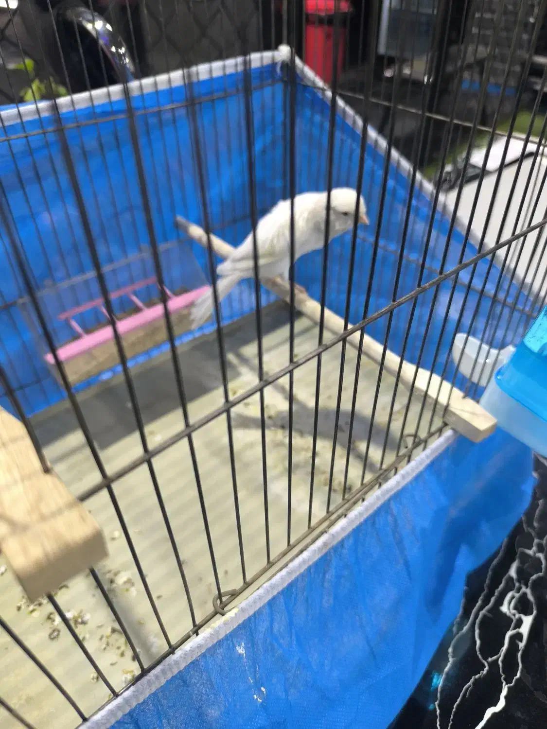 قناری ماده سوپر آماده|پرنده|خمینی‌شهر, |دیوار