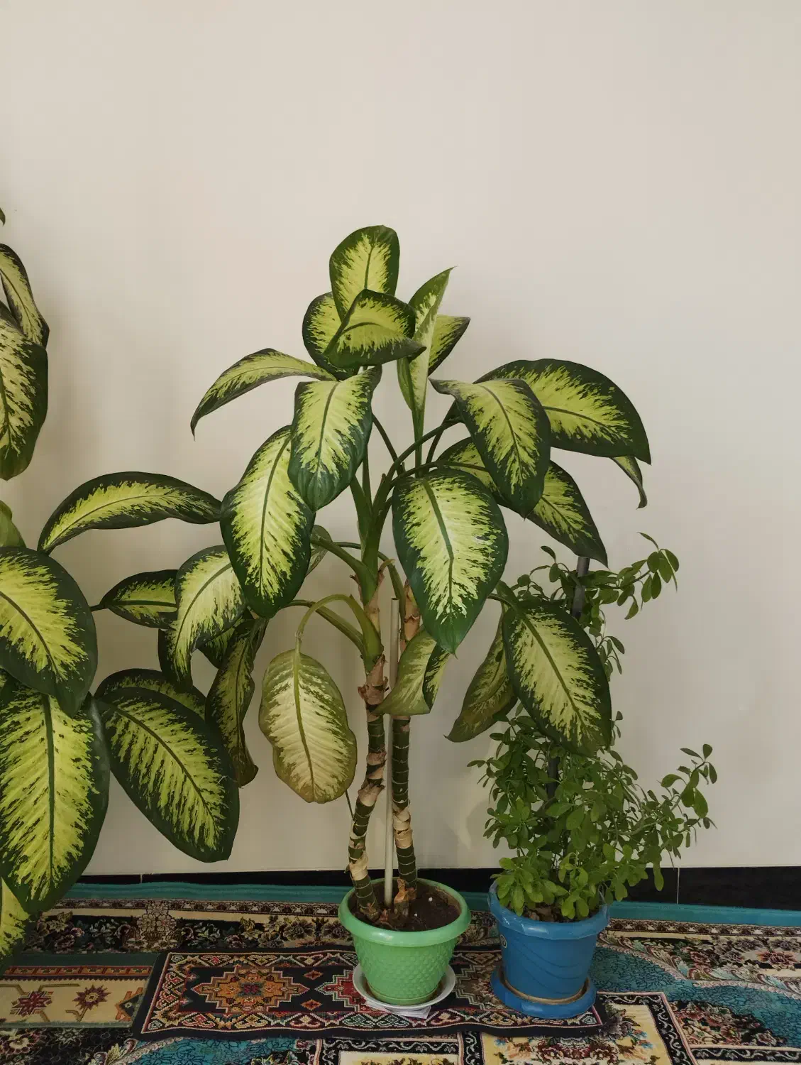 دوو عدد گل دیفین|گل و گیاه طبیعی|جوانرود, |دیوار