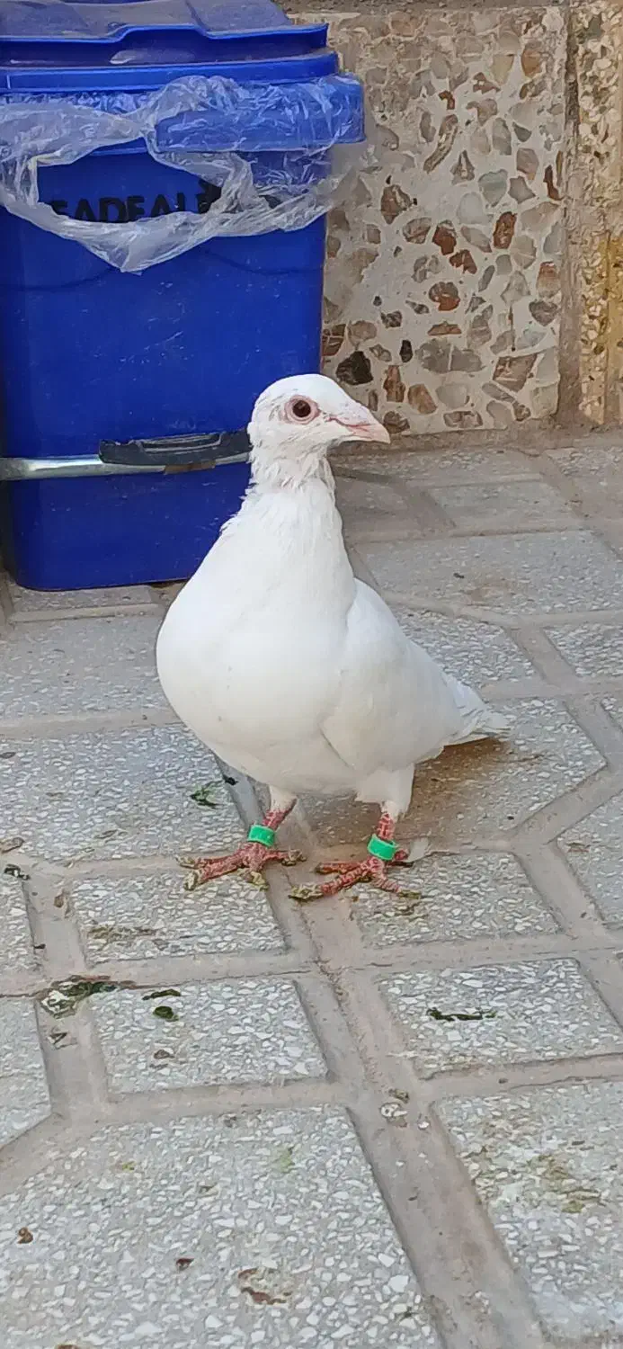 جوجه هفترنگ جوانه|پرنده|سبزوار, شهرک ابوذر|دیوار