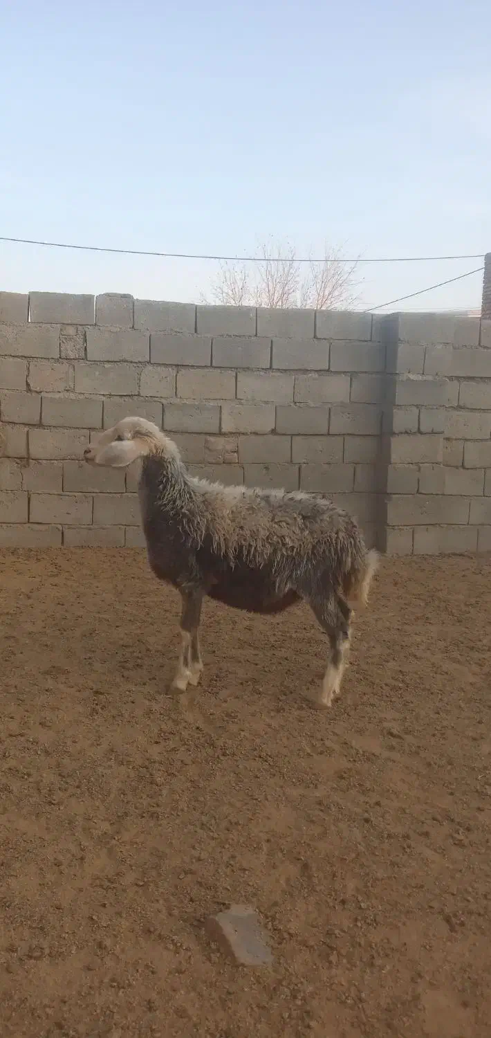 یک عدد بره ماده چال سفید|حیوانات مزرعه|باروق, |دیوار