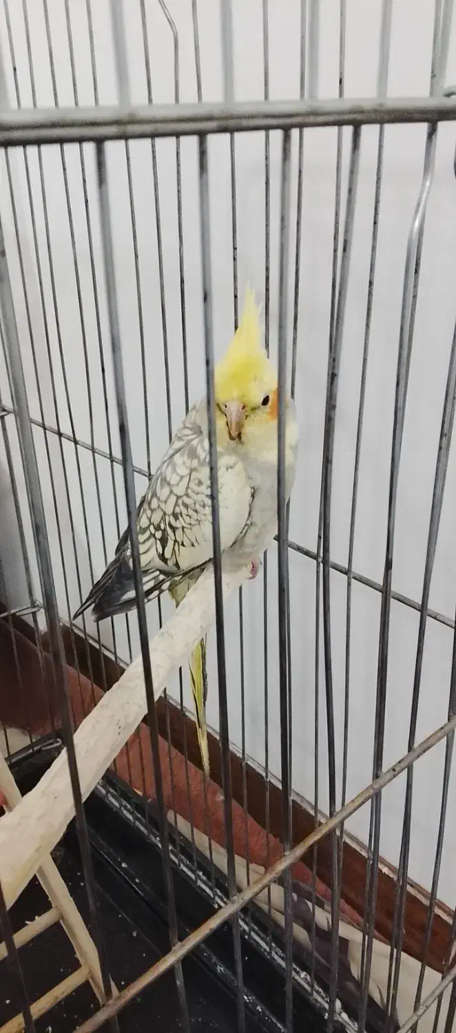 عروس هلندی|پرنده|تهران, خاک سفید|دیوار