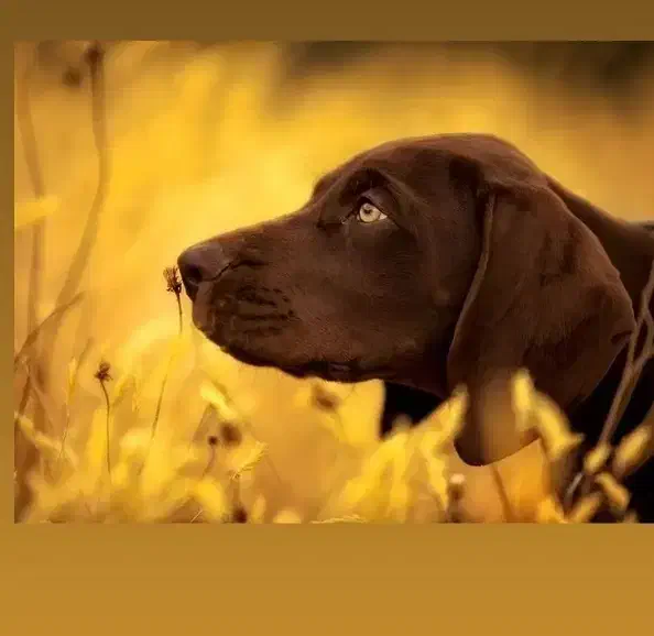 سگ پوینتر آلمانی|سگ|مینودشت, |دیوار