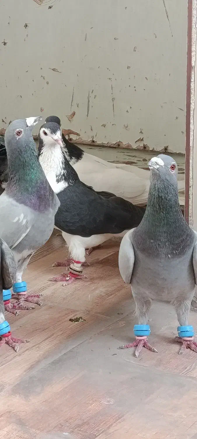 پرنده|پرنده|مشهد, کوی پلیس|دیوار