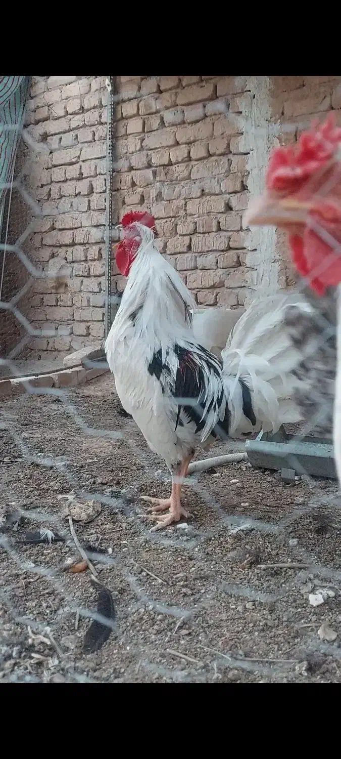 خروس زینتی|پرنده|کاشان, مفتح|دیوار