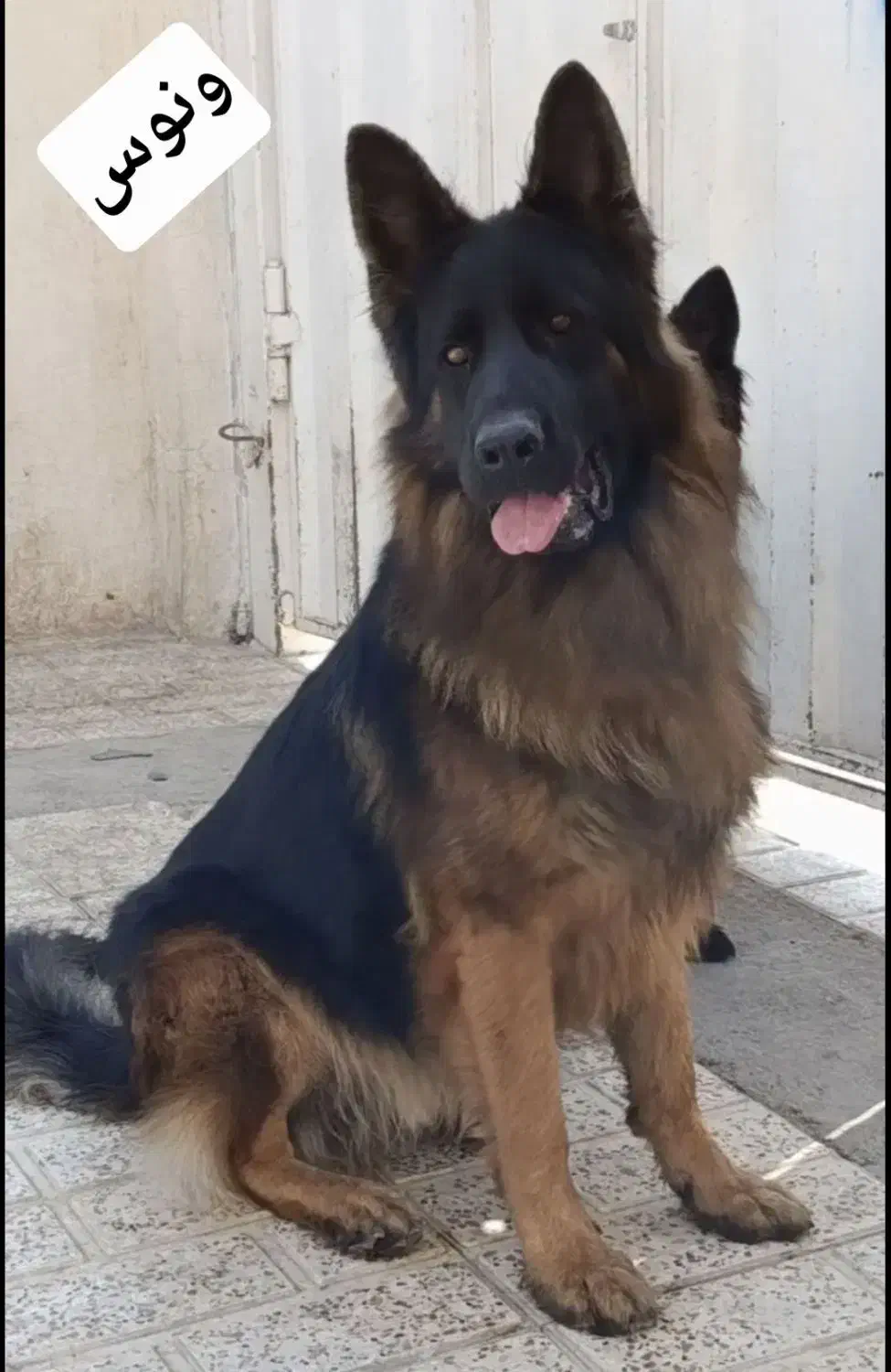 سگ وارداتی ژرمن ماده|سگ|تهران, اکباتان|دیوار