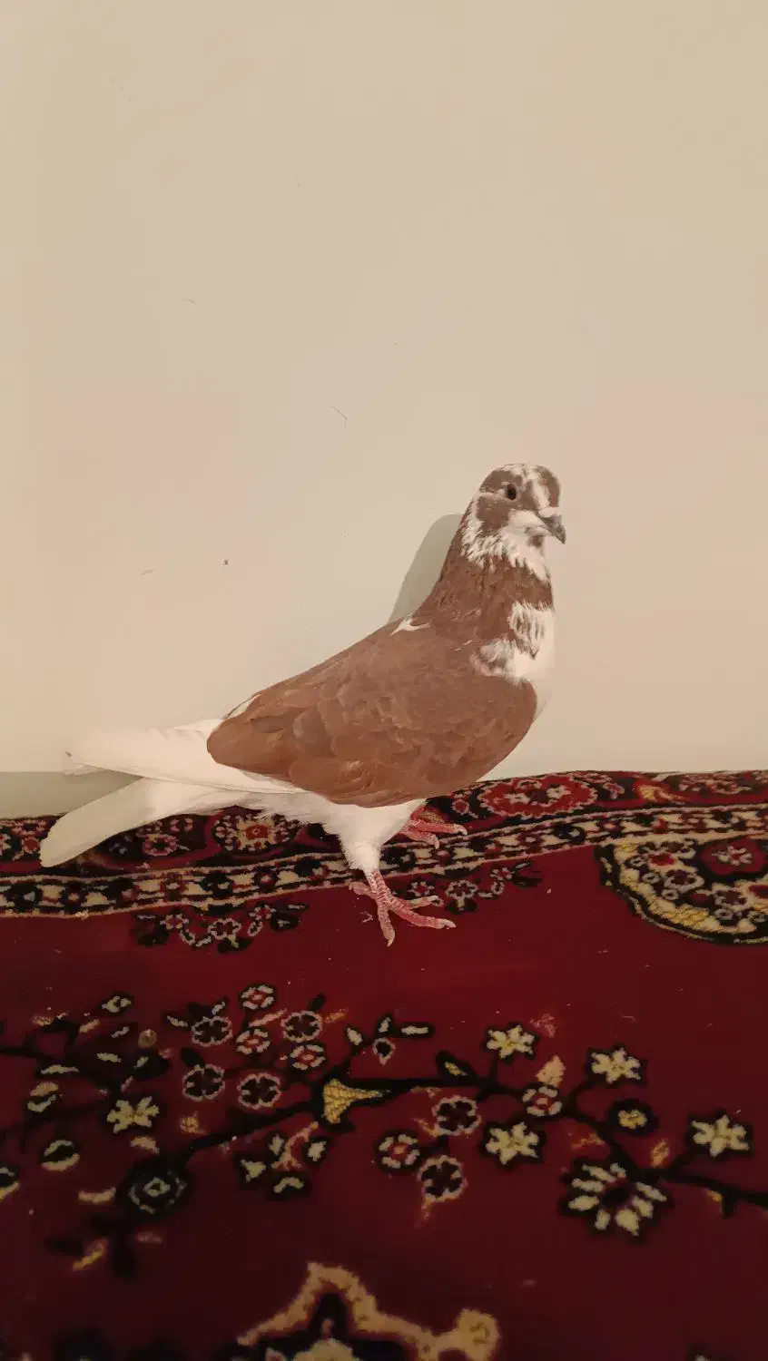 دوعددشازده قرمز|پرنده|پارس‌آباد, |دیوار