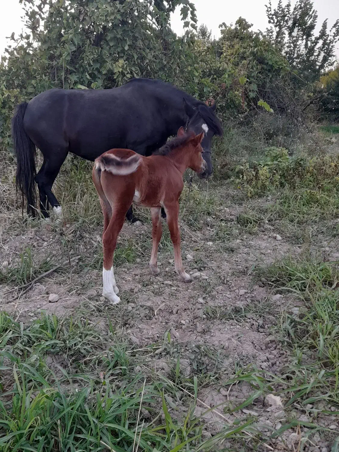 مادیون باکره فروشی|اسب و تجهیزات اسب‌سواری|چاپشلو, |دیوار