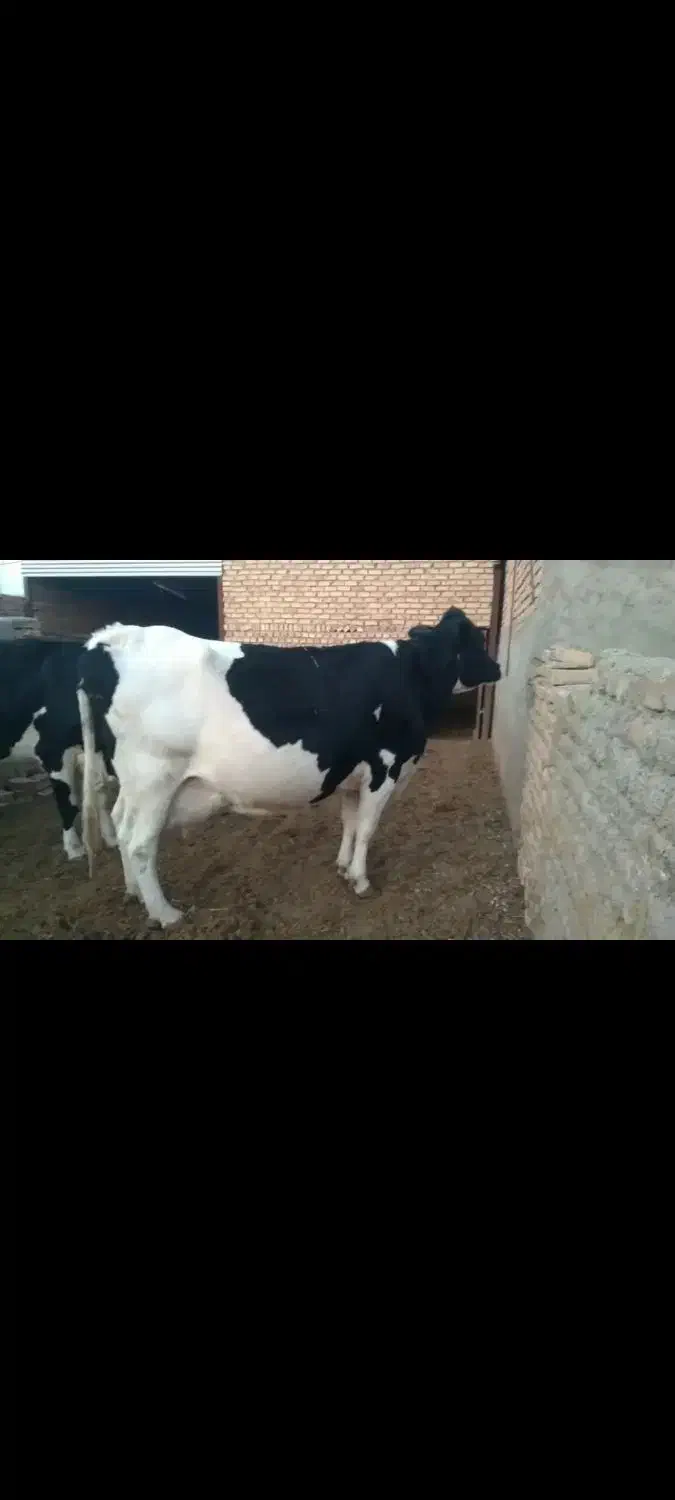 گاو|حیوانات مزرعه|نیشابور, خط کاشمر|دیوار