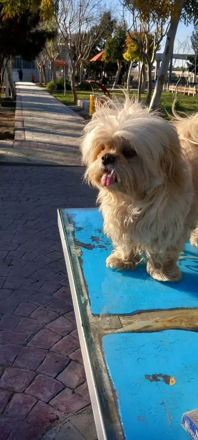 سگ شیتزو فلت آماده جفت|سگ|قم, باجک دو|دیوار