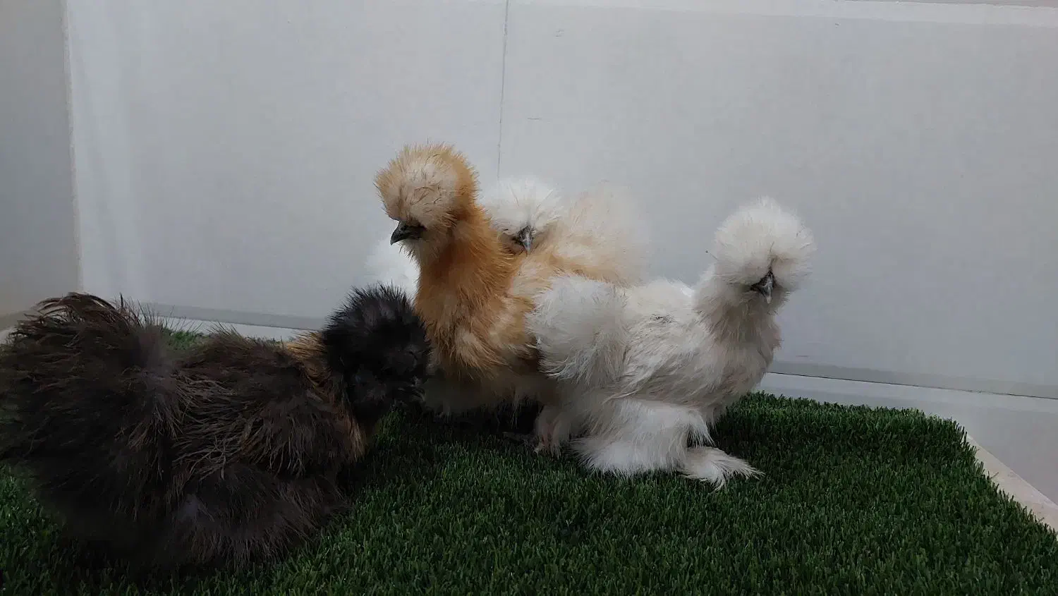 جوجه مرغ خروس ابریشمی به صورت جفت|حیوانات مزرعه|کرمانشاه, |دیوار