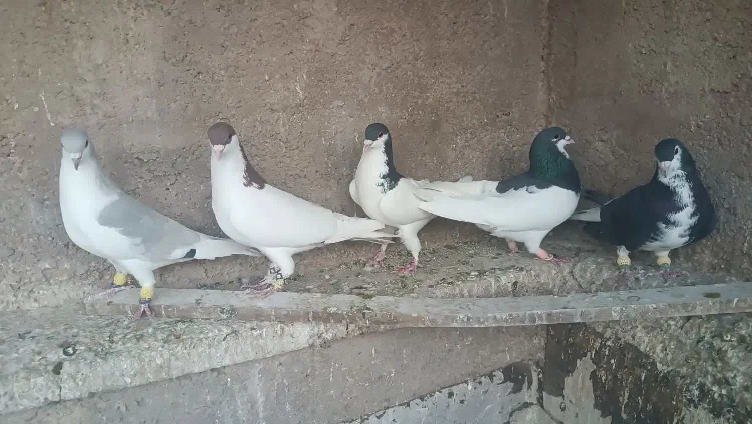 5تا شهری باهم|پرنده|شیراز, رکنآباد|دیوار