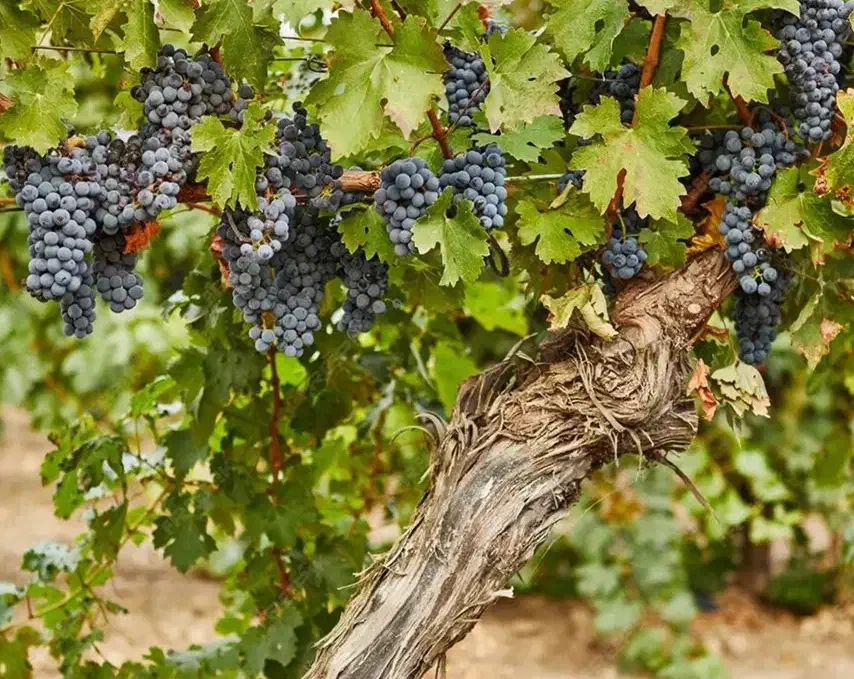 باغچه وباغ درخت انگور در قطعات ۵۰۰ متر چهار دیواری|فروش زمین و ملک کلنگی|رباط‌کریم, انجم آباد|دیوار