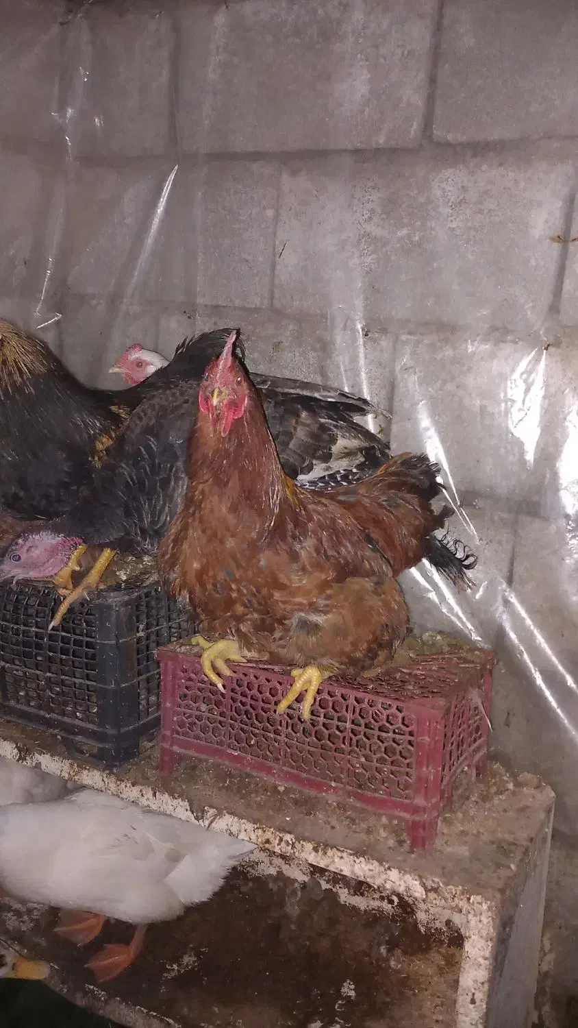 خروس یک نیم ساله|حیوانات مزرعه|سلمان‌شهر, |دیوار