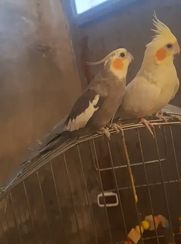 یک جفت عروس هلندی همراه قفس|پرنده|ملایر, |دیوار