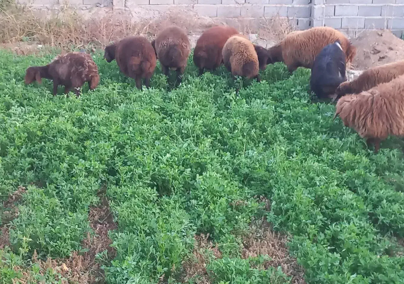 بره نر و ماده ۳۵تا۴۰کیلو ومیش ابستن|حیوانات مزرعه|سمنان, |دیوار