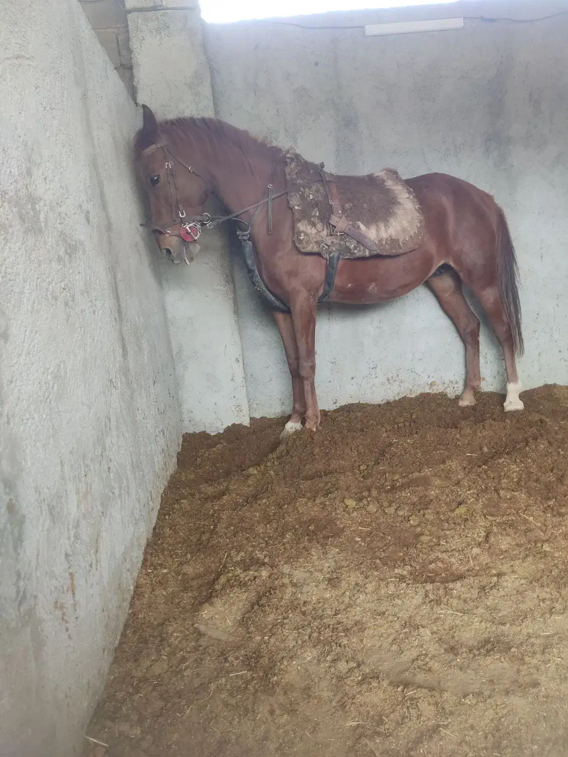 مادیان ترکی قدیمی روزگاری|اسب و تجهیزات اسبسواری|شیراز, کوشک بیدک|دیوار