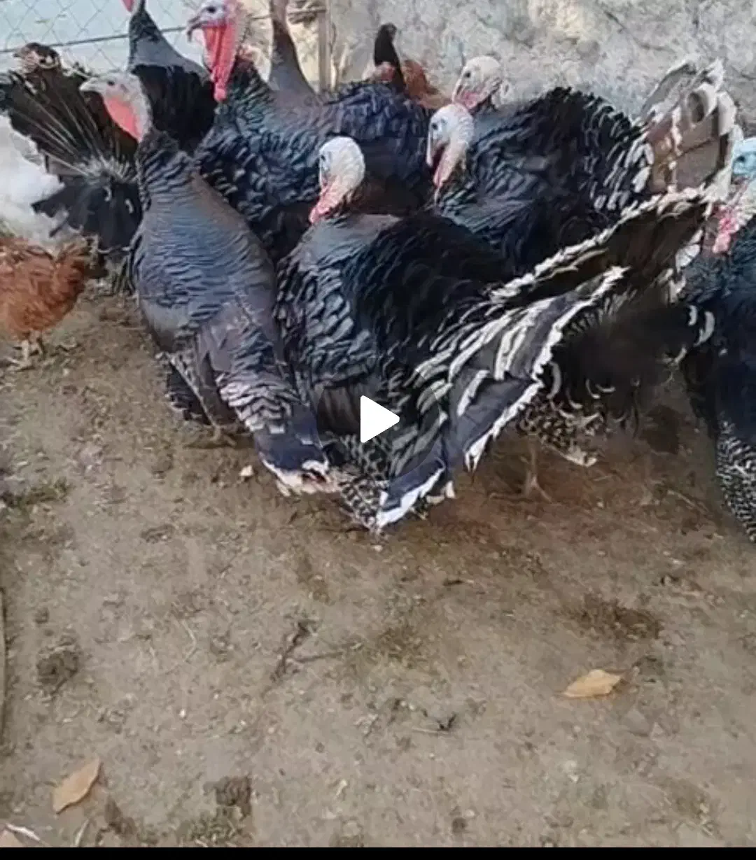 بوقلمون محلی و ارگانیک|حیوانات مزرعه|ترکمانچای, |دیوار